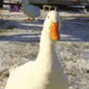 Meet your Posher, Greg